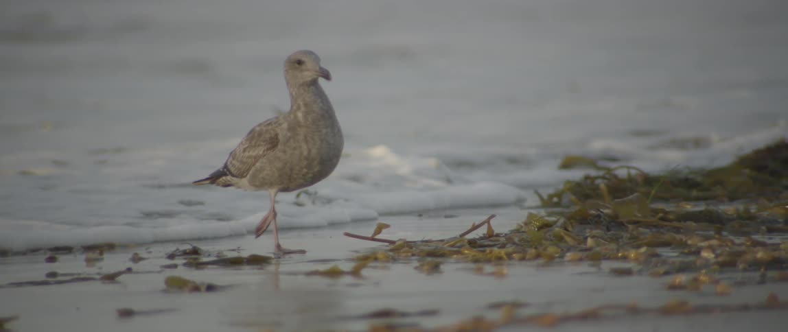 A bird walking on the beach
