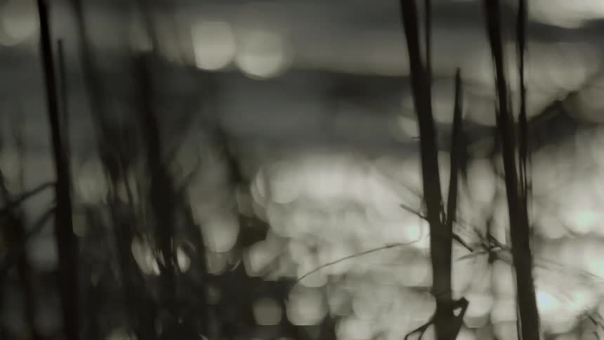 Wind blowing branches as waves come forward