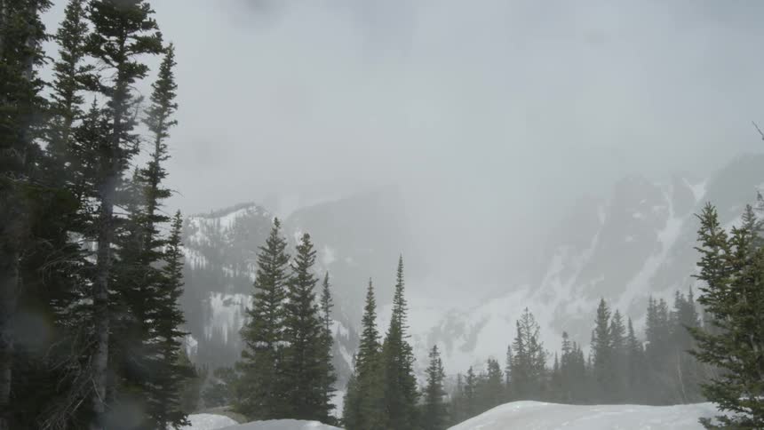 Trees are swaying in the breeze as snow falls