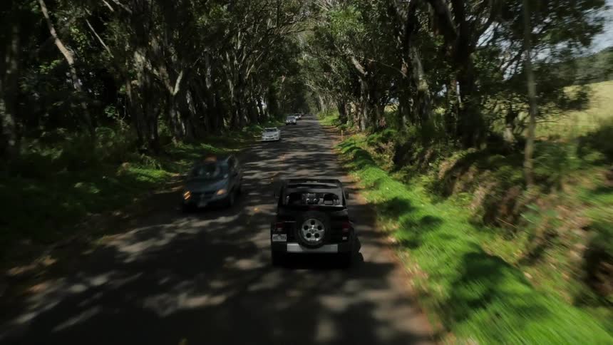 Vehicles travel a tree lined road