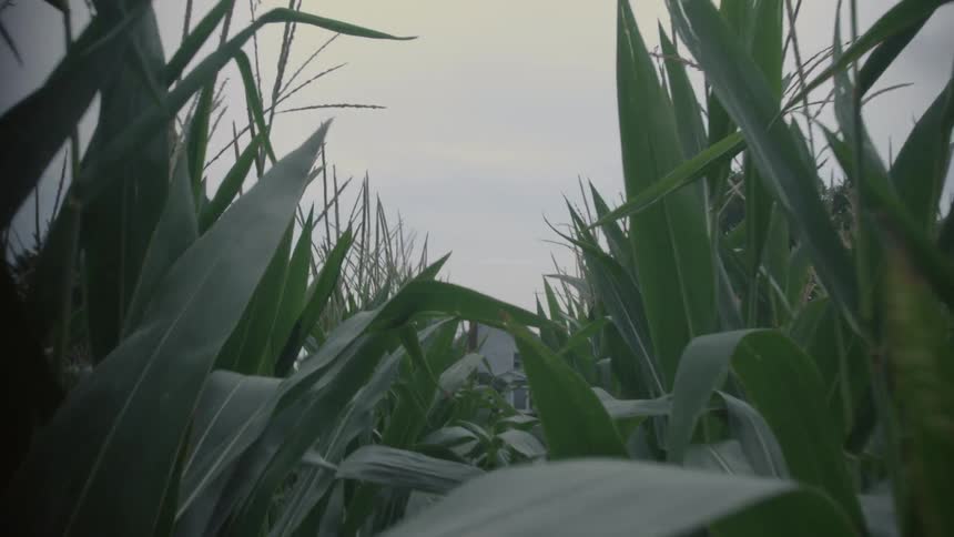A cornfield grows steadily