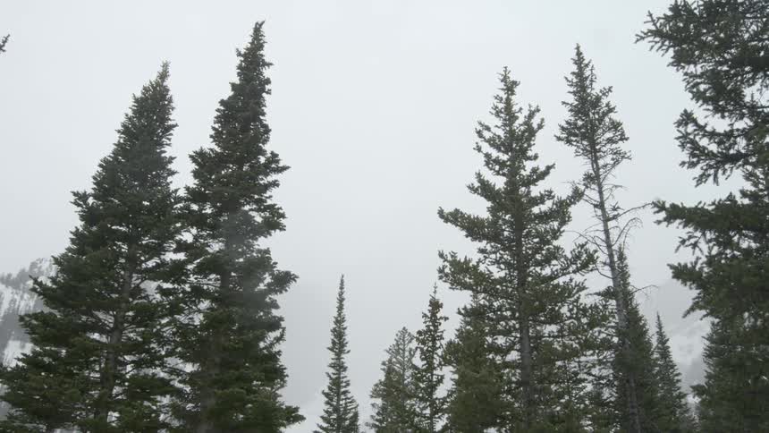 Tall trees wave in the wind