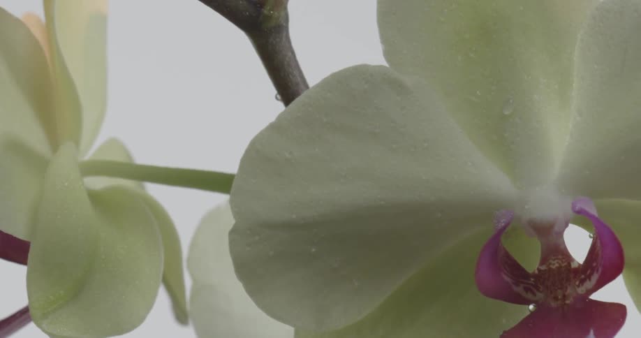 An orchid with new buds and blooming white and purple flowers,