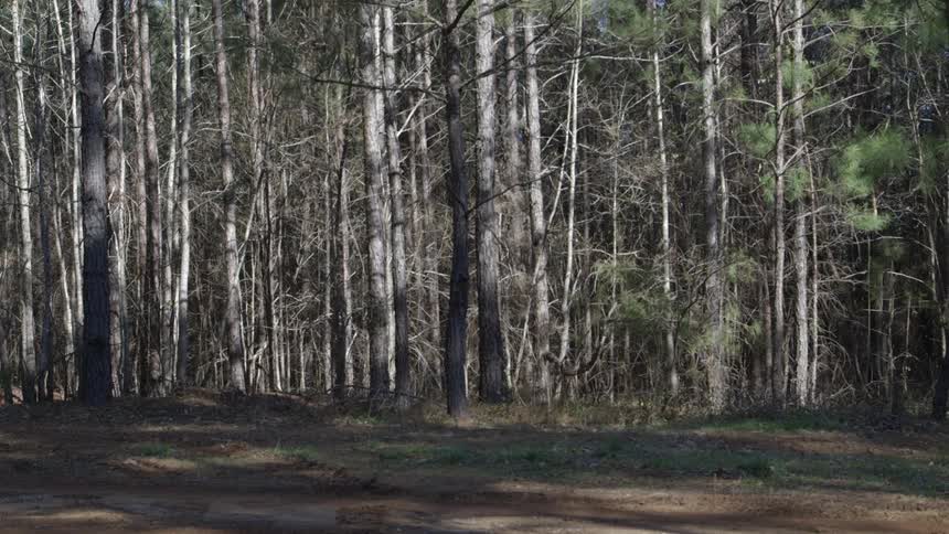 A quiet forest at dusk