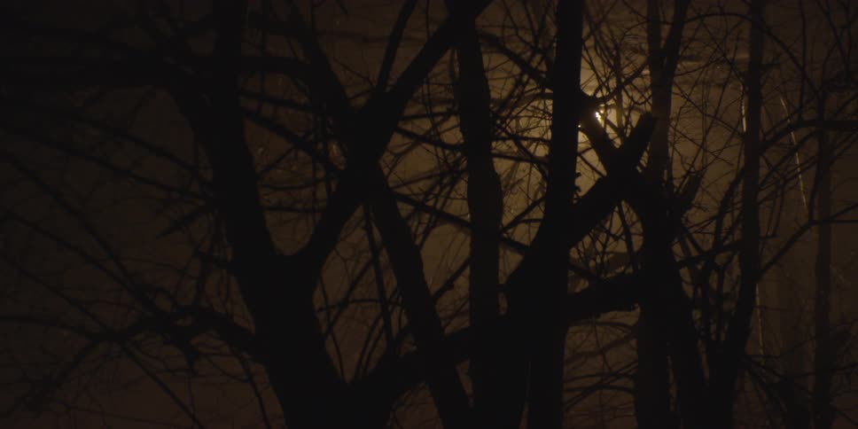 Trees are silhouetted against a dark sky