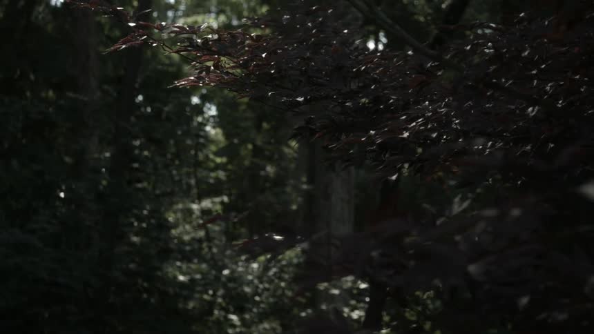 Leaves rustle in the wind