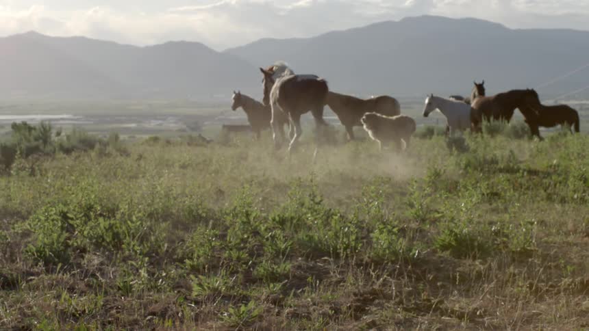 Dog playfully herding horses in a pasture