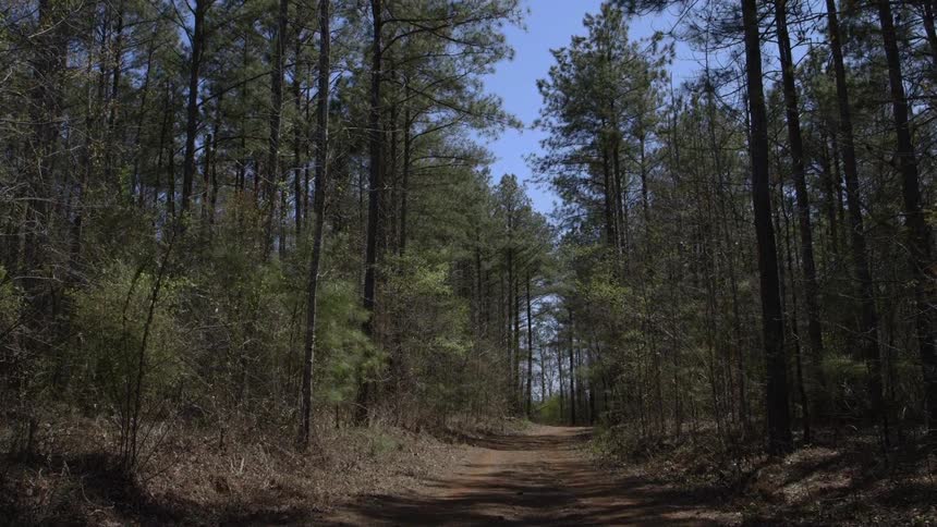 A dirt trail in a forest