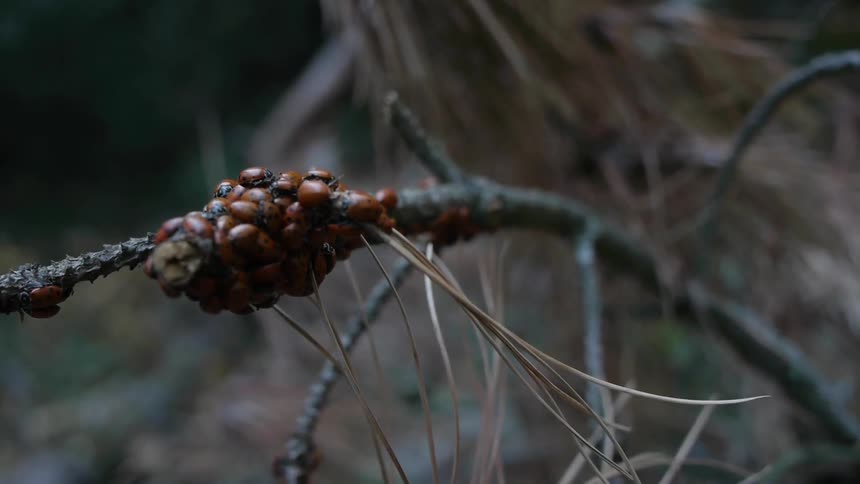 A huddled collection of beetles on the twig of a pine tree