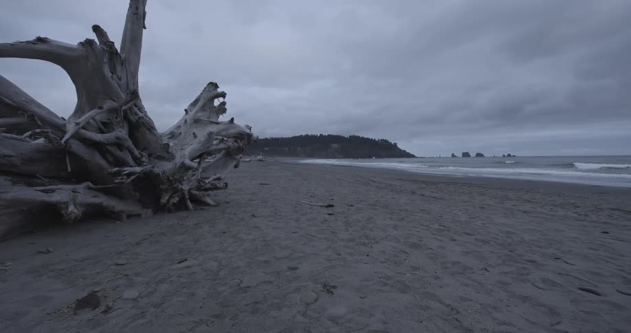 A giant tree on a shore