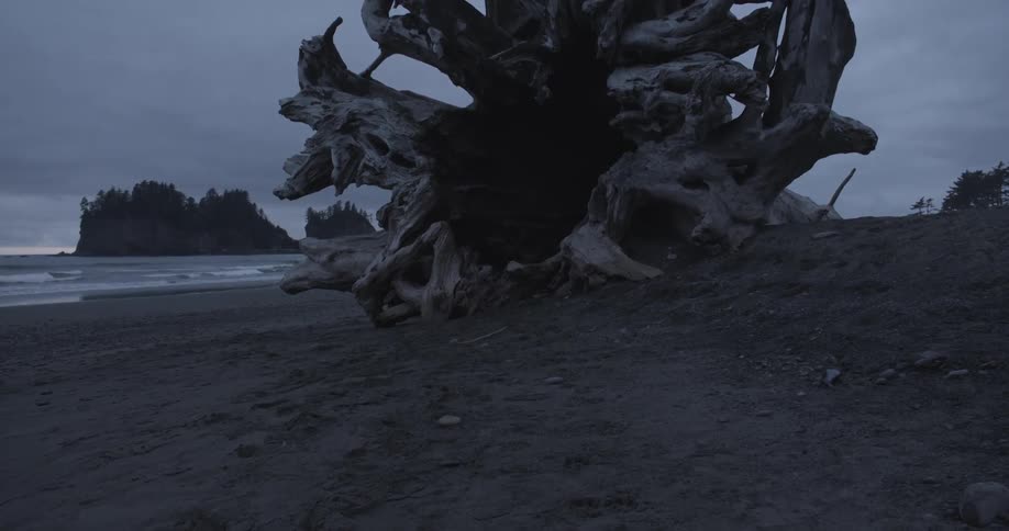 A large fallen tree on the beach