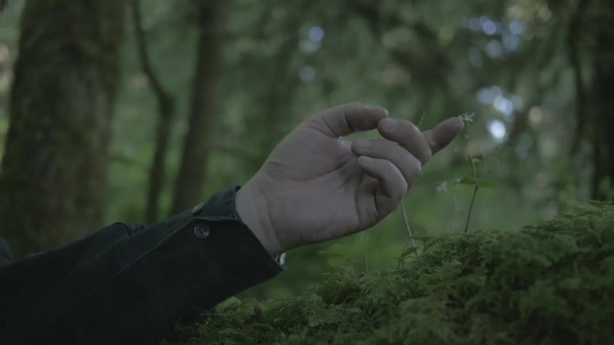 A man's hand gently reaching out to touch a flower in a wooded area