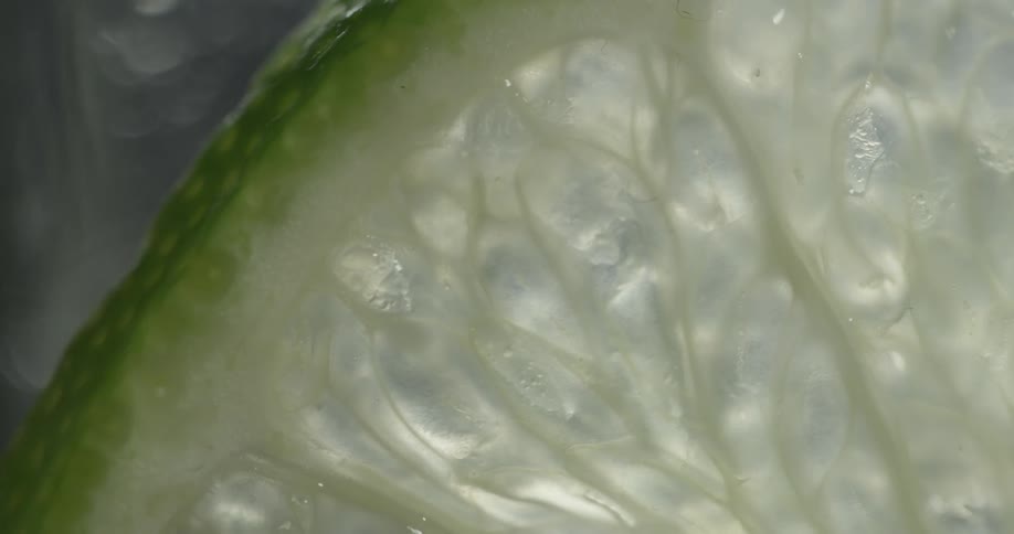 Close up of a green plant membrane
