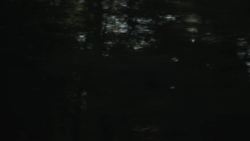 Dark trees at sunset with the sun peaking through