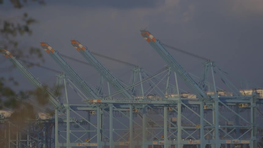 Cranes stand in the distance as tree branches sway in the wind