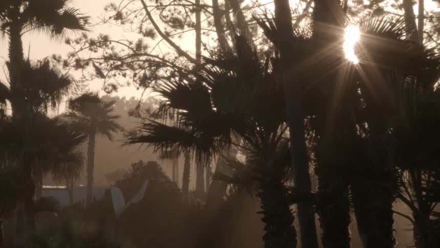 Palm trees blowing in the wind