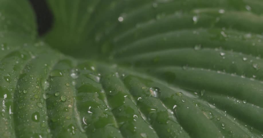 Water droplets on a leaf