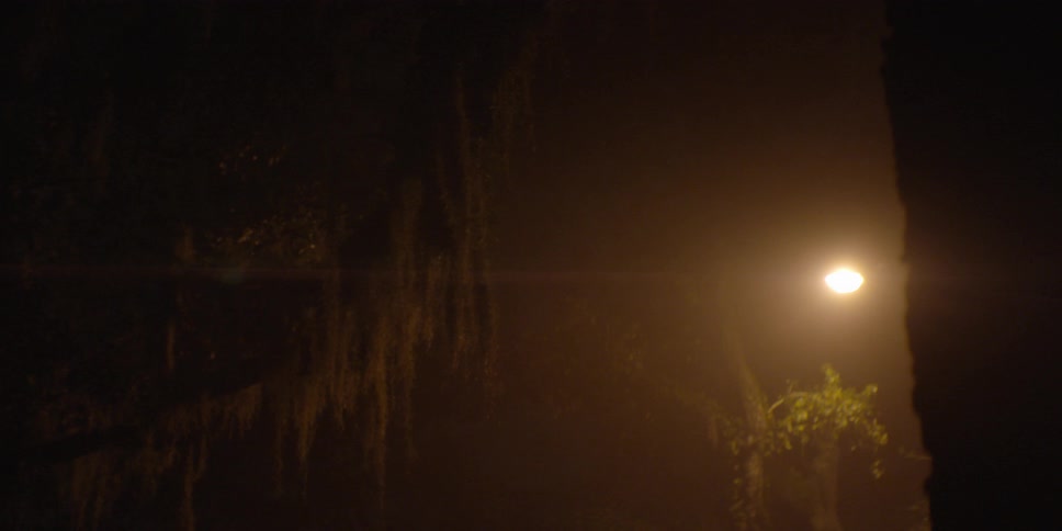Street light shining on some trees