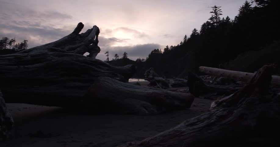 Fallen trees at sunrise
