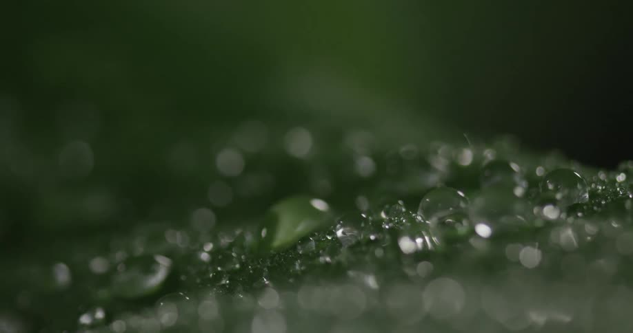 Rain is collecting on a leaf