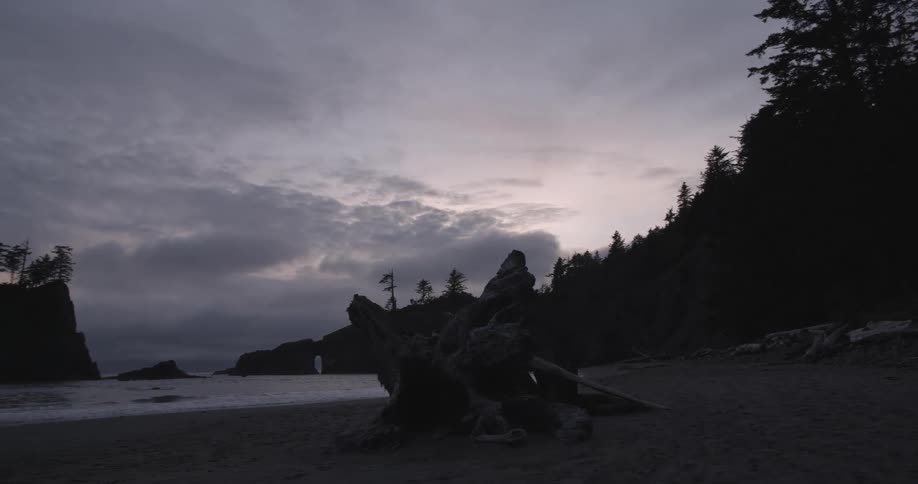 Trees stand silhouetted on a beach