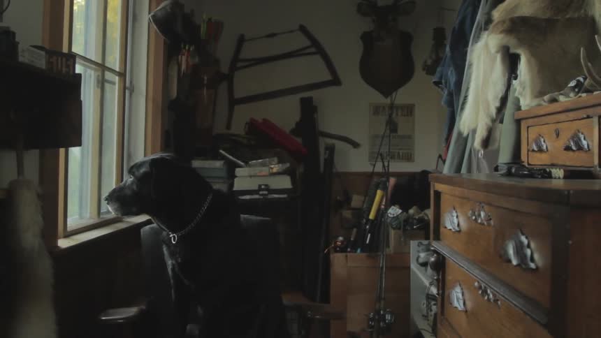 Large dog looking out the window