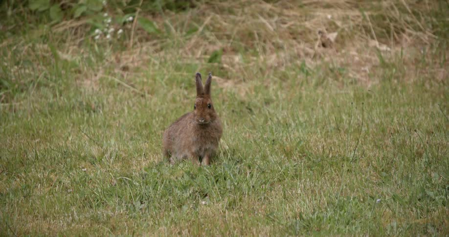 A bunny rabbit in the grass