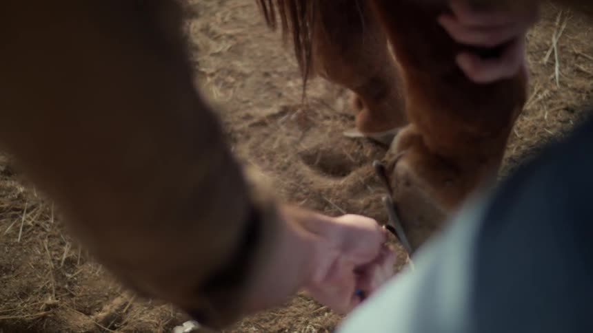 Man hand peeling horse foot