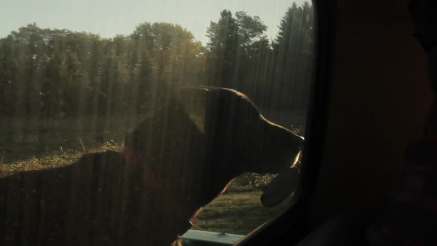 Dog is sitting behind in a pickup truck
