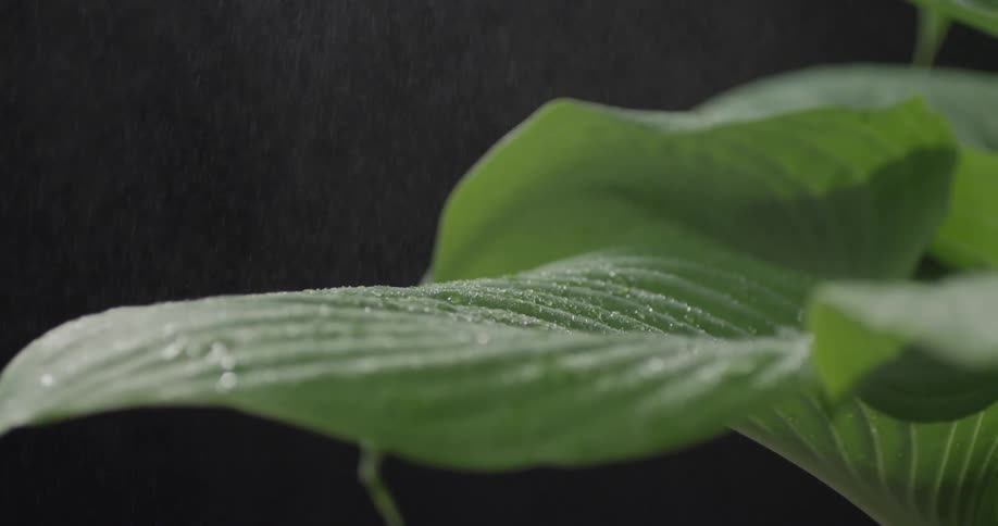 A light mist falls upon green leaves shown in closeup