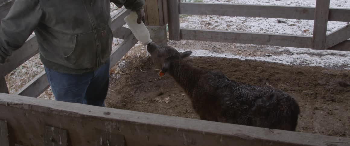 A person feeding a calf
