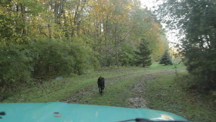 A vehicle following black dogs on the road