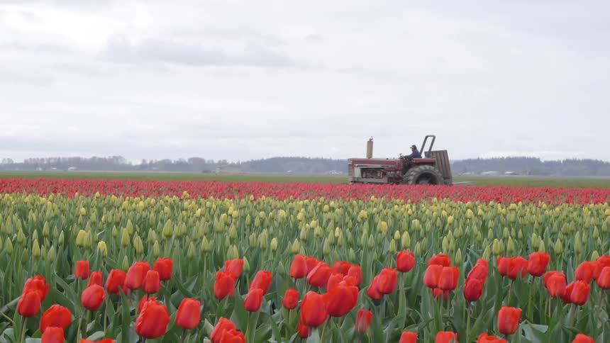 A tractor in a field of red tulips