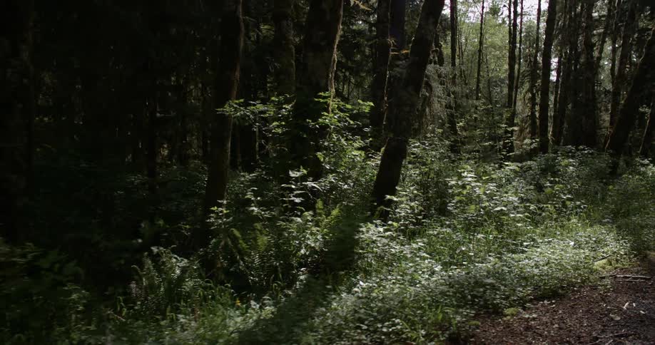 Travelling through a dense forest trail