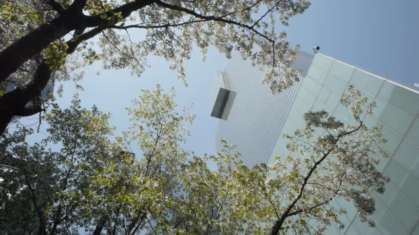 View of a tall office building and the wind blowing through the trees