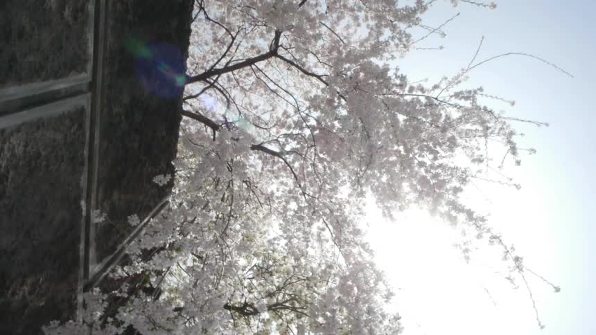 Blossoms on a tree