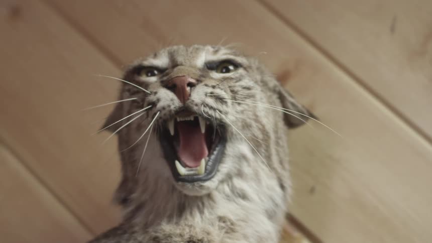 An embalmed bobcat mounted to a wall