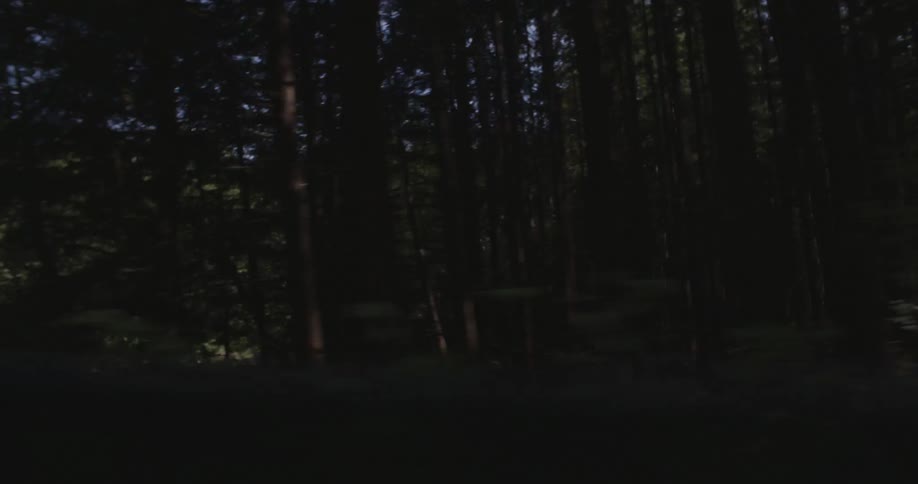 Driving by a forest