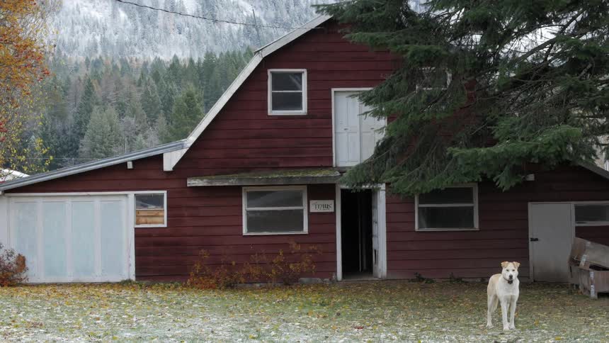 A dog in front of a barn