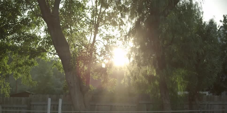 The sun shines through trees