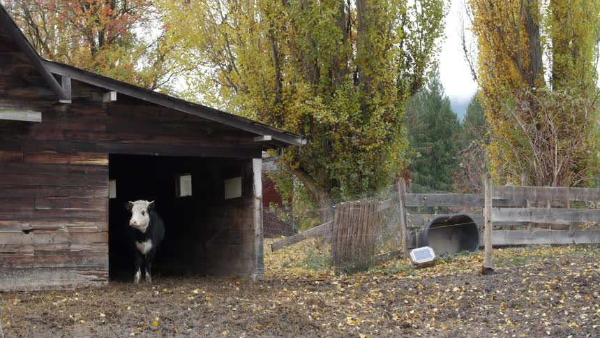 A cow standing inside a stable