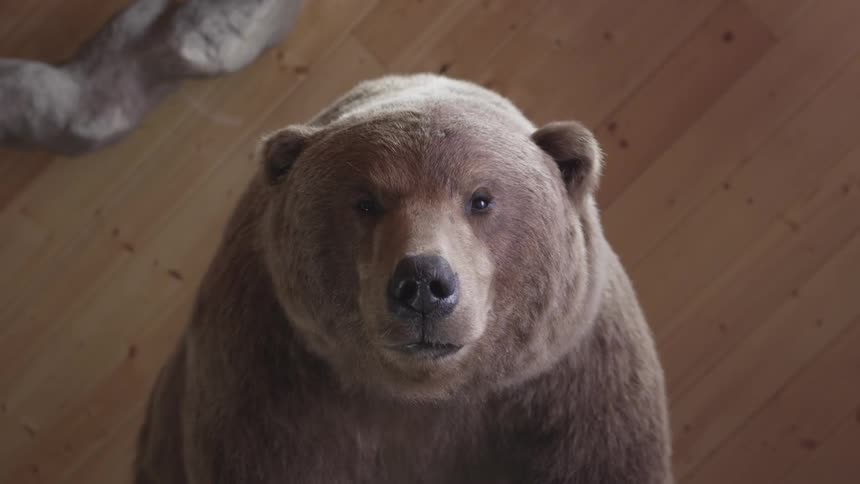 A mounted, embalmed brown bear