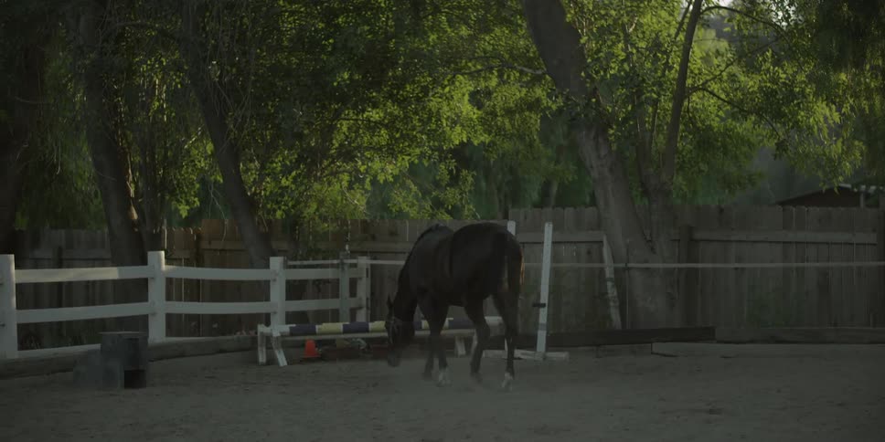 A horse walks in the park