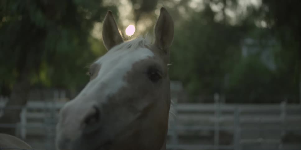A happy young horse