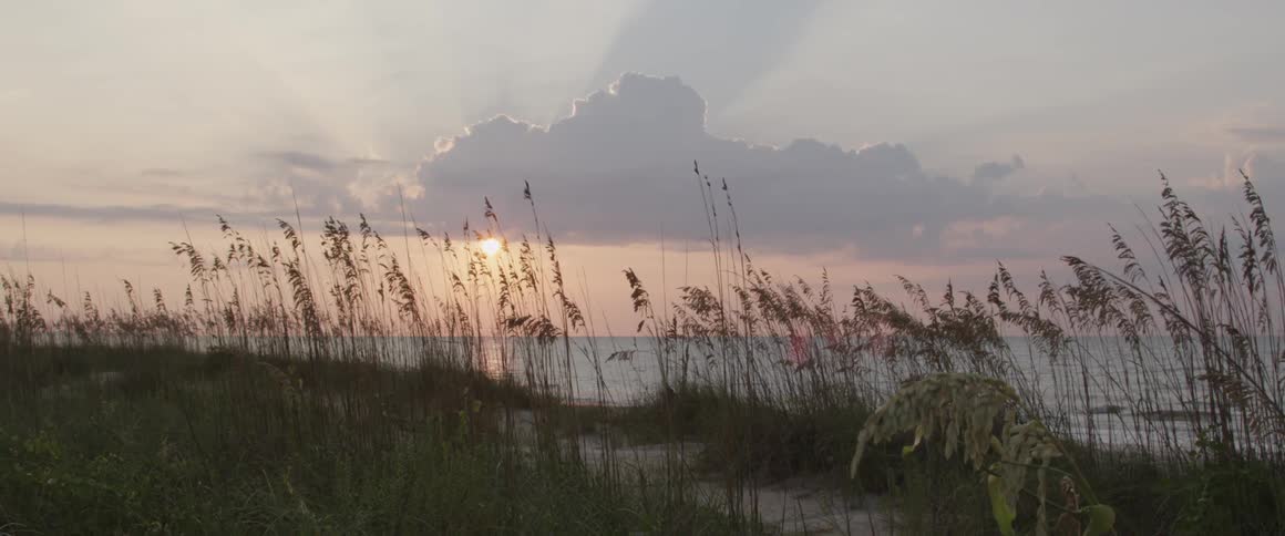 Sea oats on the beach at dusk