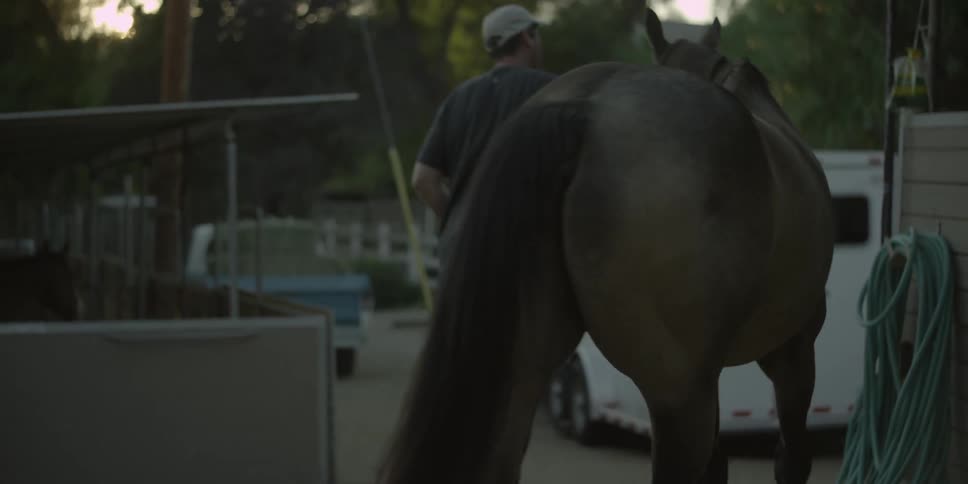A man leads a horse towards a trailer