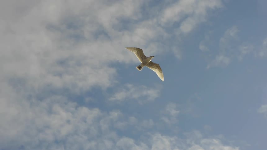 A seagull soars in the sunny sky
