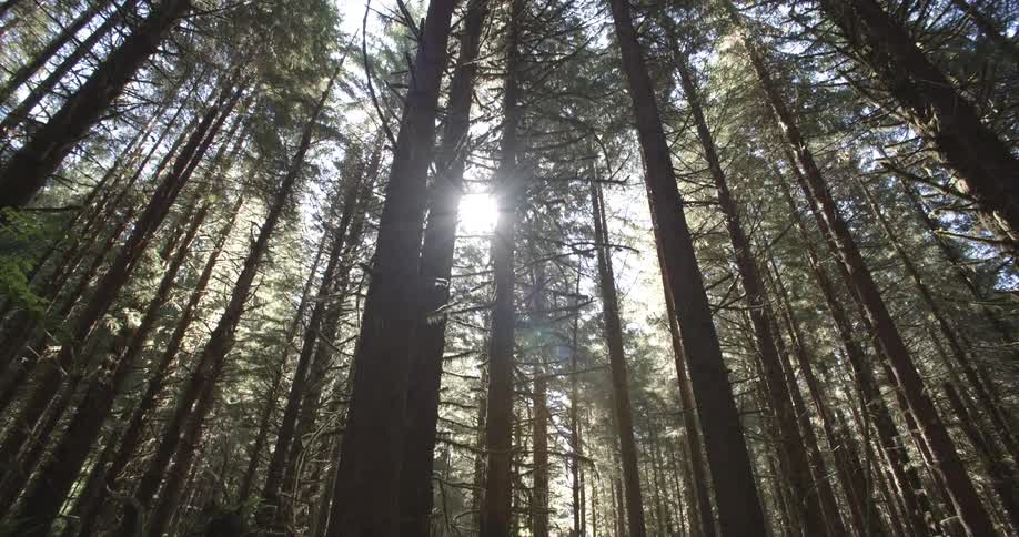 Sunlight through tall trees in a forest