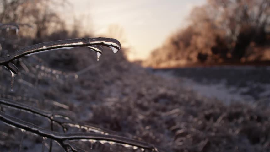 Frozen water on twigs on a cold day