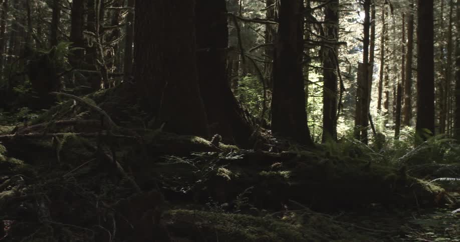 An old moldy forest